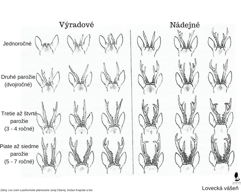 Kategorizácia srnca